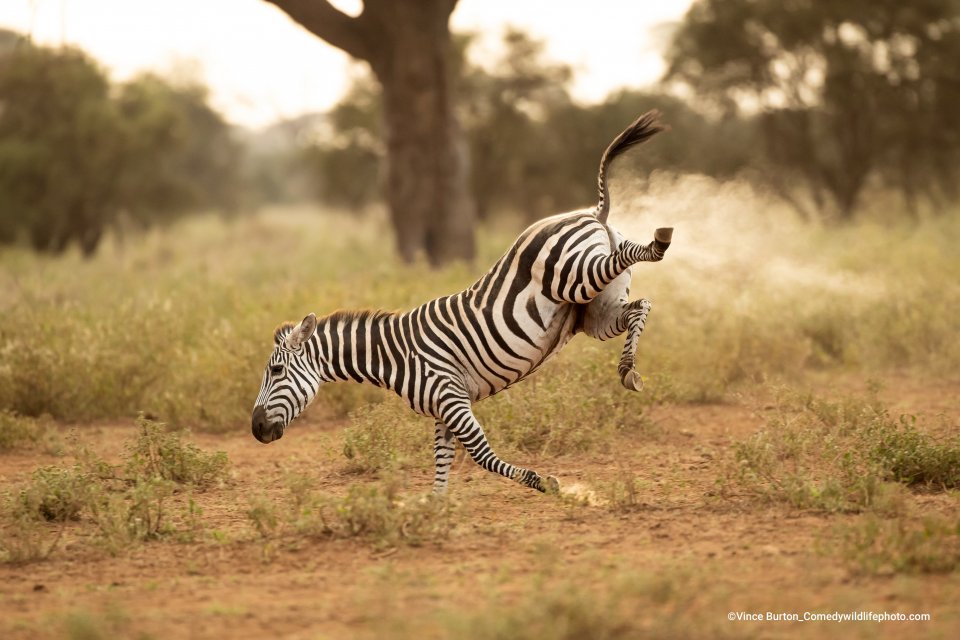 Comedy Wildlife Photography Awards 2022 - vallende zebra door Vince Burton
