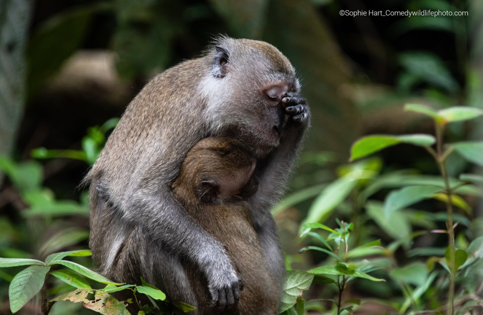 Comedy Wildlife Photography Awards 2022 - apen door Sophie Hart