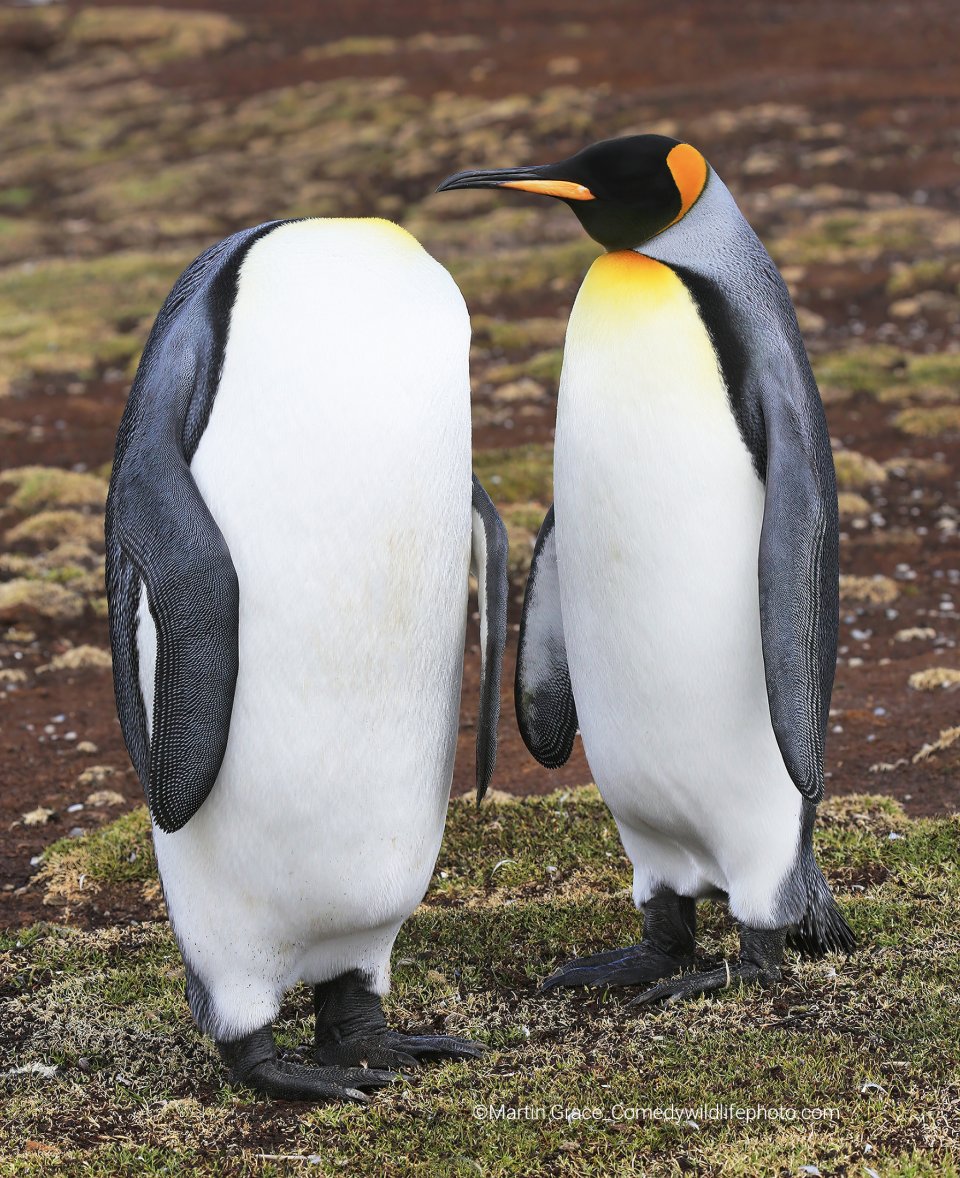Comedy Wildlife Photography Awards 2022 - pinguins door Martin Grace