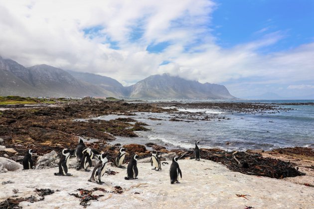 Pinguins in Betty's Bay