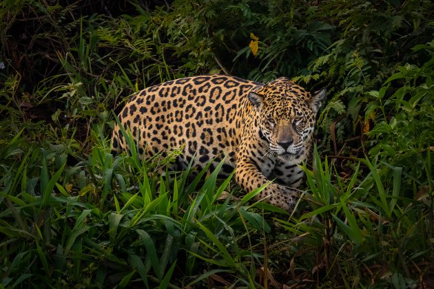 De jaguar komt eindelijk te voorschijn