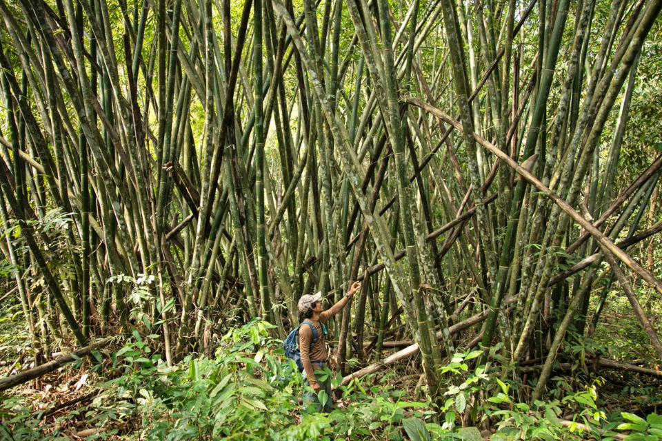Struin door het oerwoud in Thailand. Foto: Albert van de Meerakker