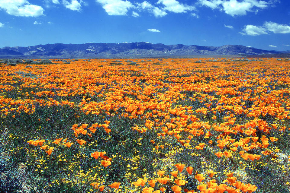 Namaqualand in Zuid-Afrika. Foto: Getty Images