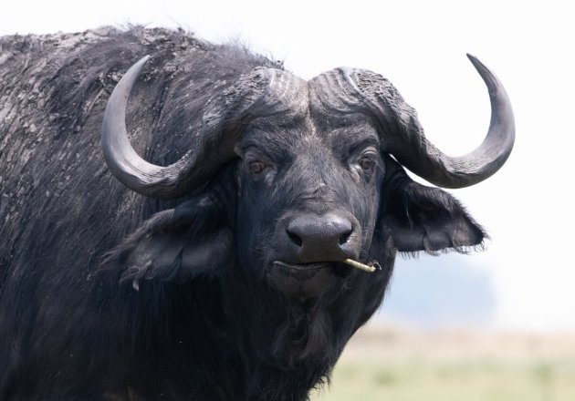 Buffel portret