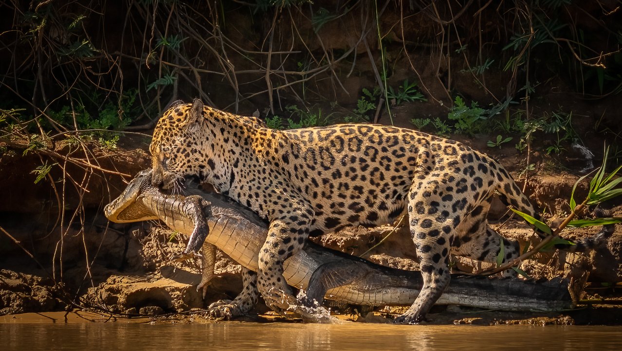 Jaguar met een kaaiman