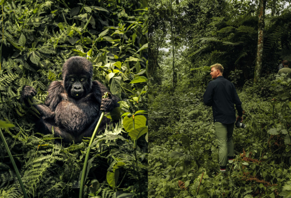 Een gorillatrekking is voor veel reizigers het absolute hoogtepunt van een reis door Oeganda. Wij komen oog in oog met ze te staan in Bwindi Impenetrable National Park. Foto's: Cuno de Bruin en Sjoerd Bracké