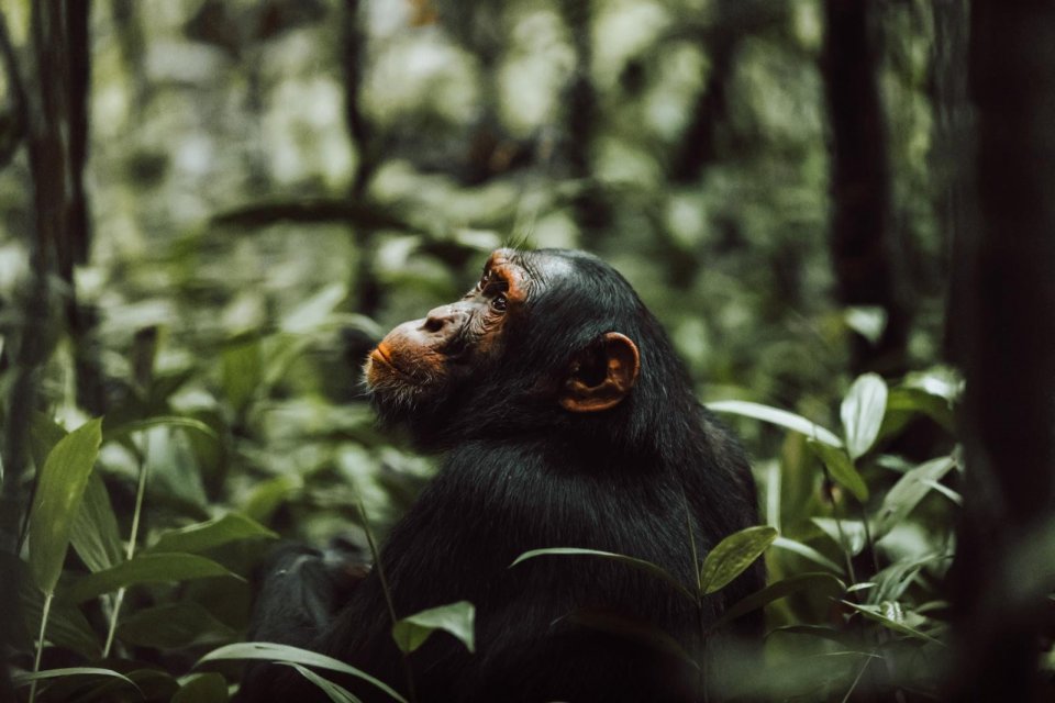 Een chimpansee kijkt dromerig naar boven in Kibale Forest. Een prachtig beeld om mee te maken. Foto: Cuno de Bruin