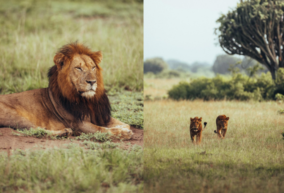 Leeuwen in Oeganda spotten. Foto's: Cuno de Bruin en Sjoerd Bracké