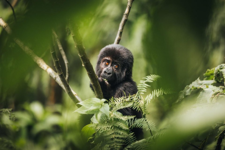 Gorilla's in Oeganda. Foto's: Sjoerd Bracké en Cuno de Bruin