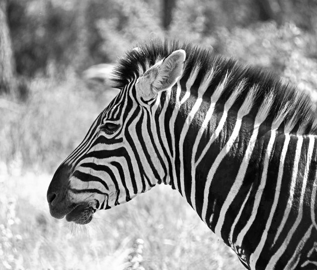 Het nut van de strepen van een zebra