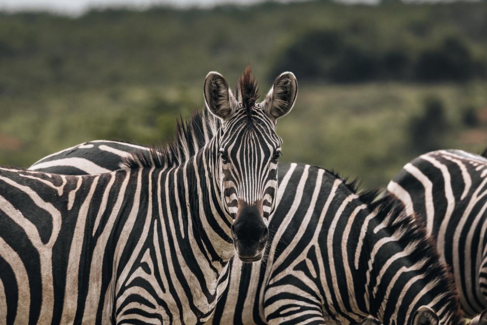Zebra's in Lake Mburo National Park. Foto: Cuno de Bruin en Sjoerd Bracké
