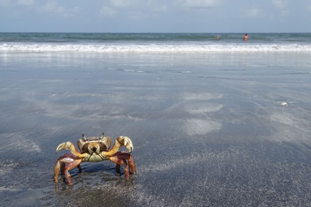 Krab poseert speciaal voor de foto op het strand van Gambia