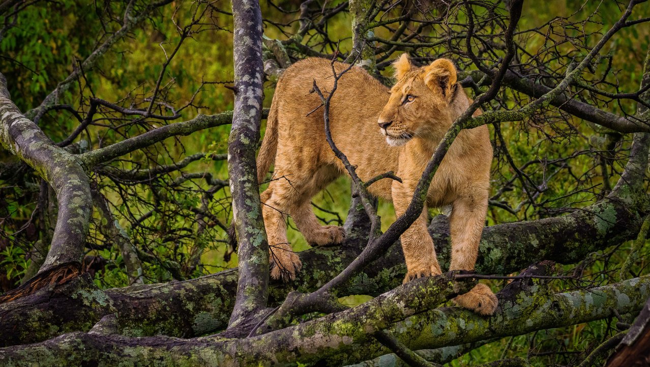Jonge leeuw tussen omgevallen bomen