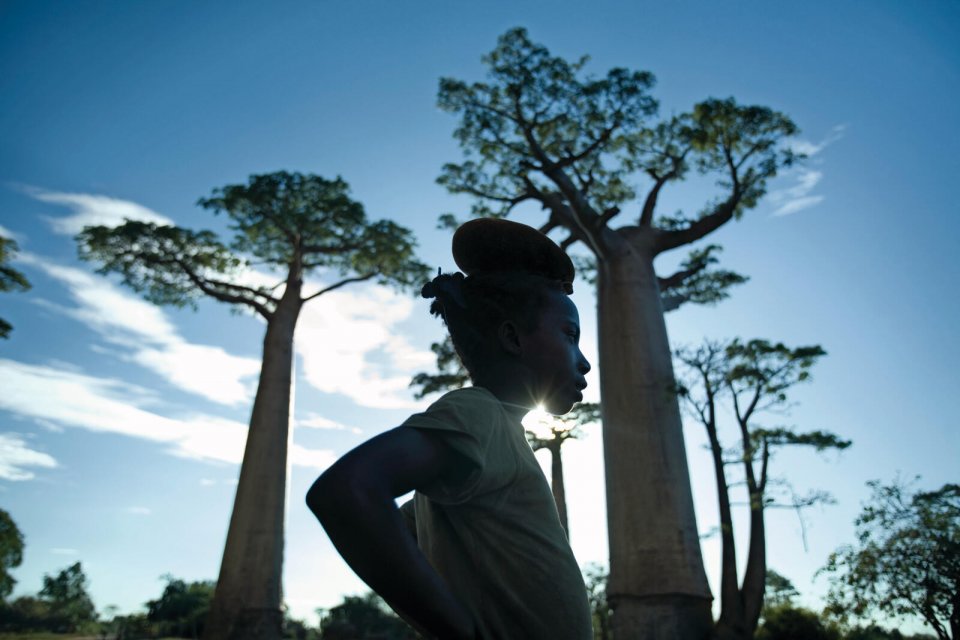 Duizend jaar oude Baobabs in Madagaskar. Foto: Louise ten Have