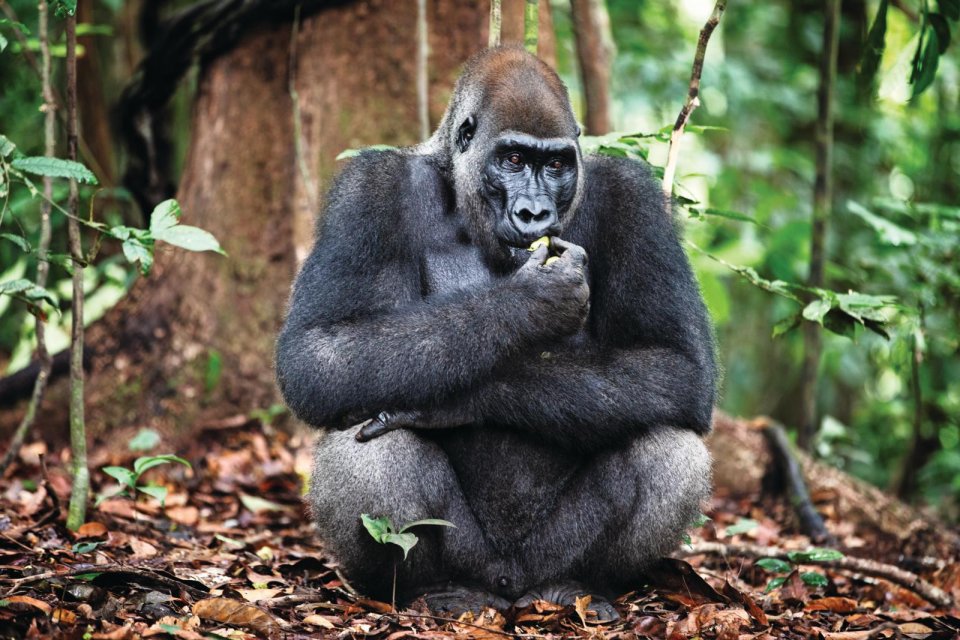 Gorilla in Gabon Foto Manon van der Zwaal