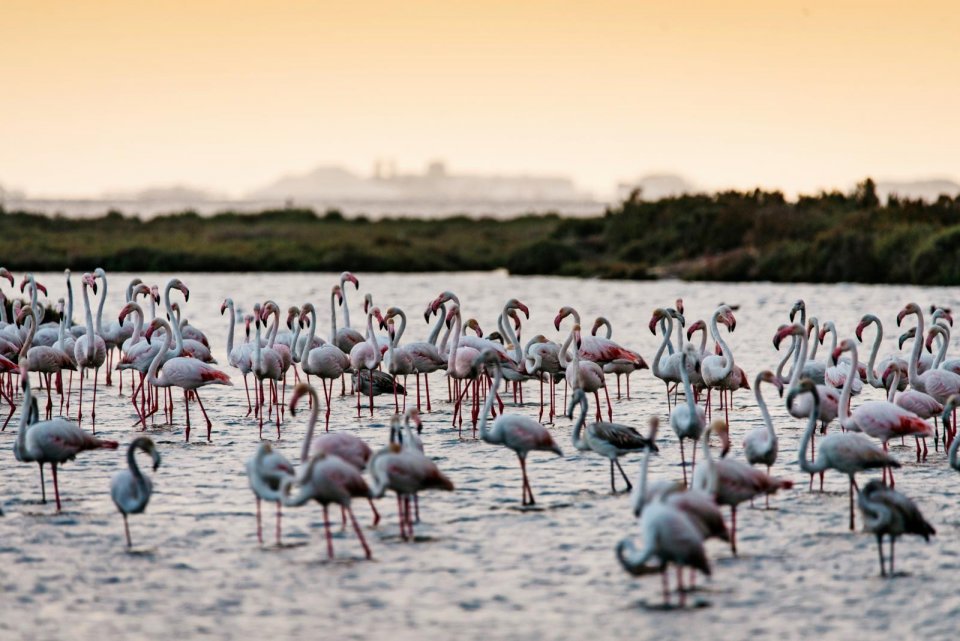 Flamingo's in Catalonië, Spanje. Foto: Sabrina Gaudio