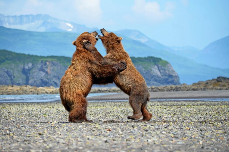 Hallo Bay in Alaska trekt een groot aantal grizzlyberen. Foto: Sylvia Termijn