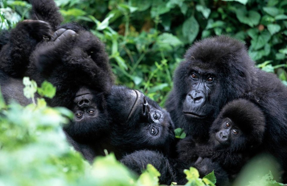 Berggorilla’s zijn de bekendste inwoners van de dampende jungle van Bwindi Impenetrable National Park. Foto: Getty