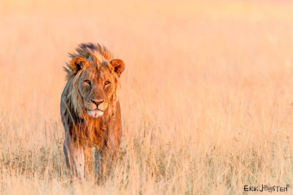 In het Namibische Nationaal Park Etosha leven er meer dan zevenhonderd leeuwen. Foto: Erik Joosten.