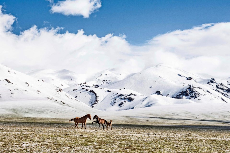 Paarden in Kirgizië. Foto: Ann Cools