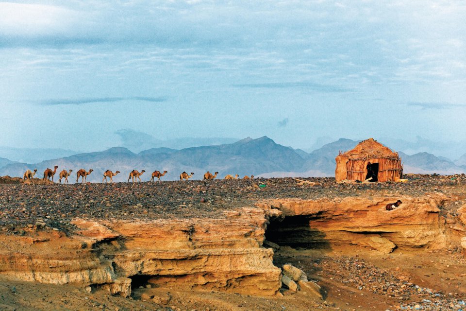 Ethiopië kamelen. Foto: Louise ten Have