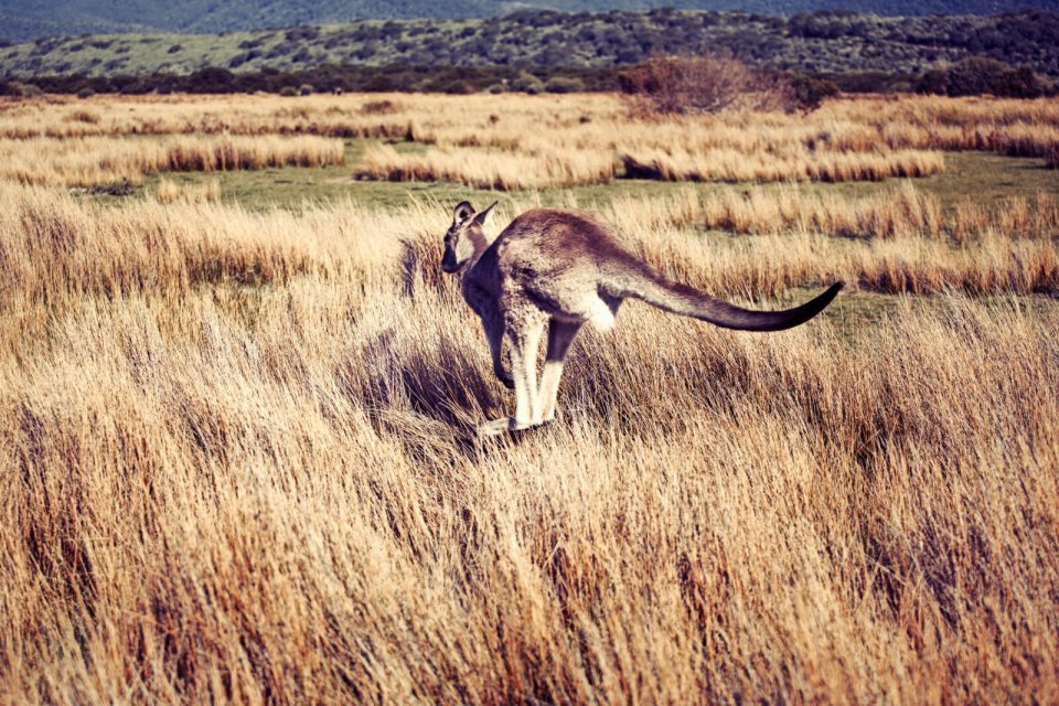Kangoeroe in Wilsons Promontory National Park. Foto: Malou van Breevoort