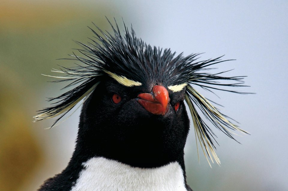 De Rockhopper-vogel op Antarctica. Foto: Erik Joosten