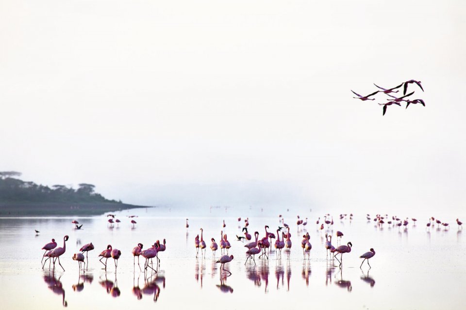 Flamingos aan de oevers van Lake Ndutu in Tanzania. Foto: Louise ten Have