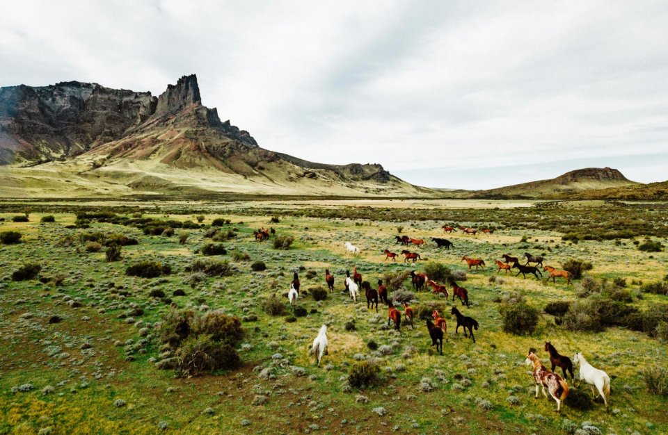 Wilde paarden in Estancia La Criolita in Patagonië. Foto: Pie Aerts