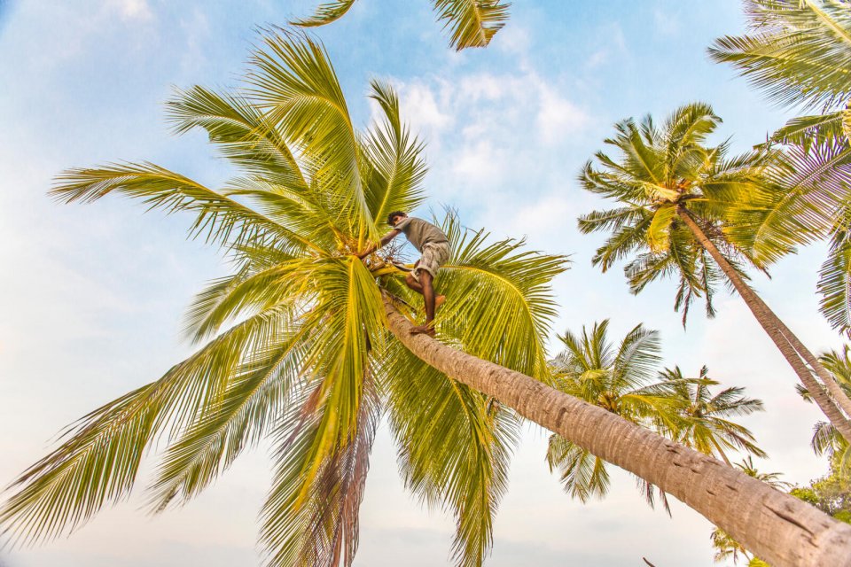 Local beklimt palmboom op de Malediven. Foto: Louise ten Have