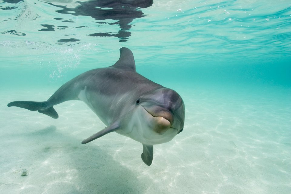 Snorkelen met dolfijnen: hier kan het