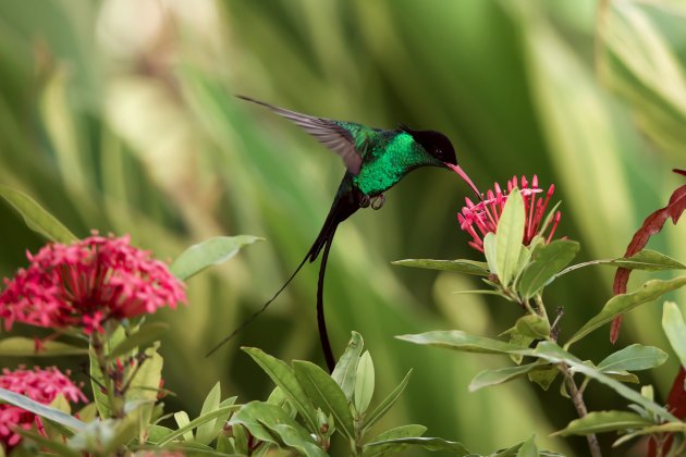 Op Jamaica (en alleen daar) vind je overal deze prachtige wimpelstaartkolibries. Ze noemen ze daar ook wel ‘doctor bird’  door de vorm van de staart.