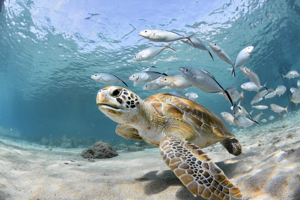 Hier kun je zeeschildpadden spotten