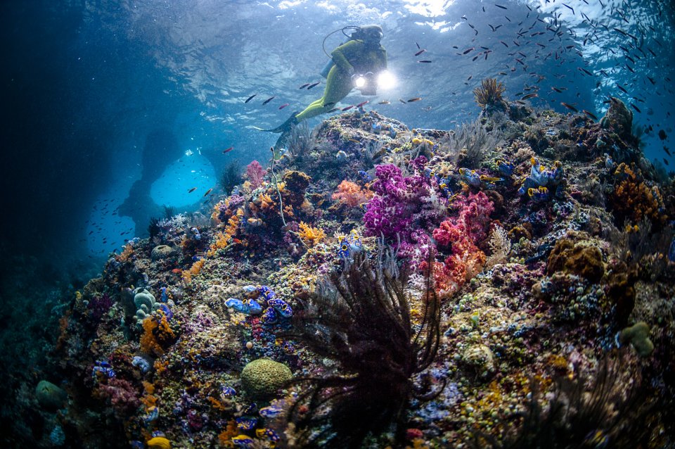 De beste plekken om koraal te bewonderen