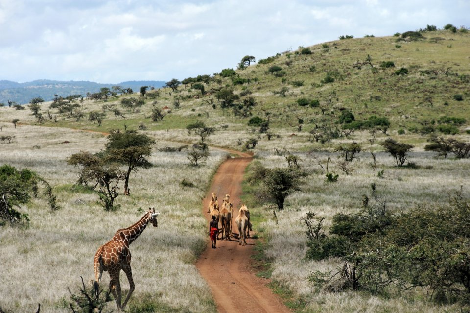 Het Laikipia-plateau in Kenia is dé plek om wild te spotten