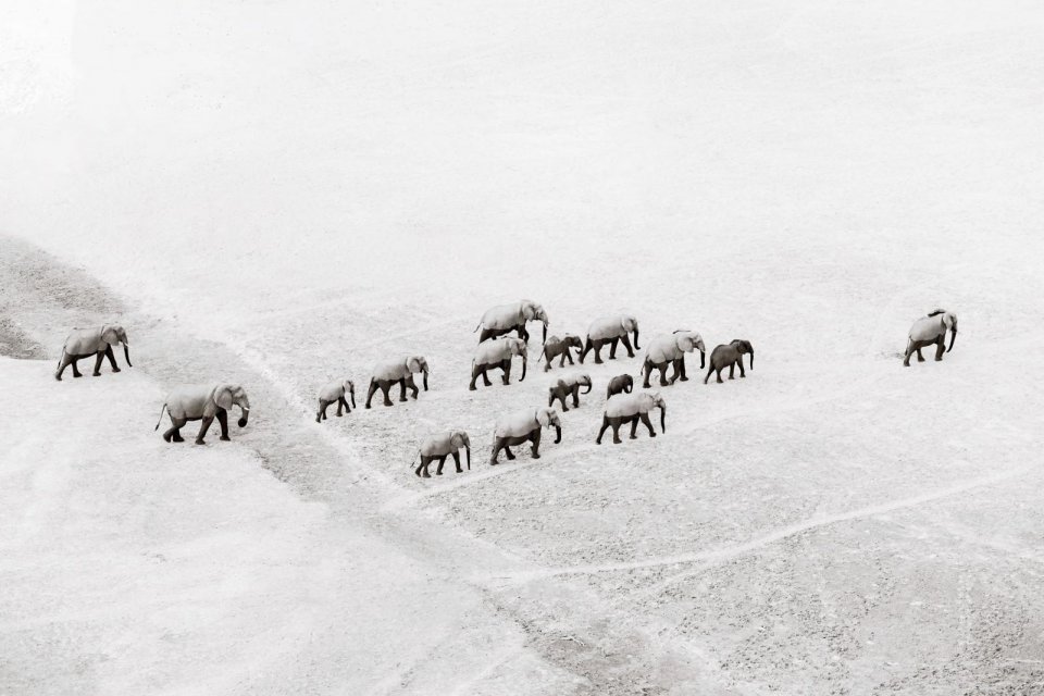 Ontmoet kuddes olifanten in Zambia. Foto: Pie Aerts