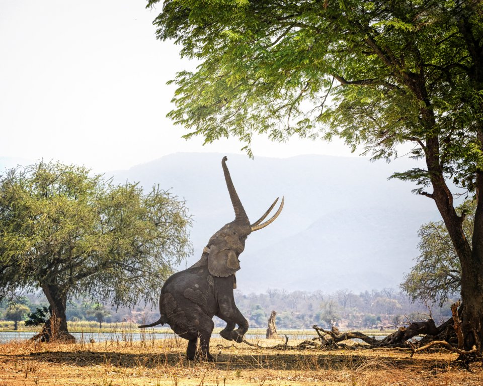 Mana Pools NP In Zimbabwe staat bekend om de olifanten die op hun achterpoten staan om lekkers uit bomen te plukken. 
