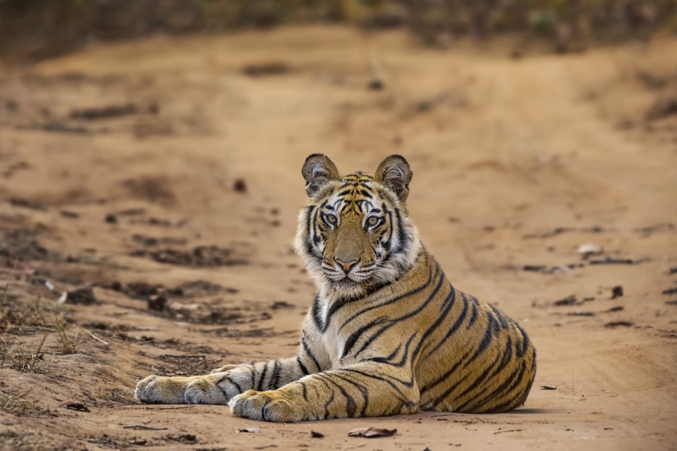 Wildlifeplanner: de beste reistijd en plekken om tijgers te spotten