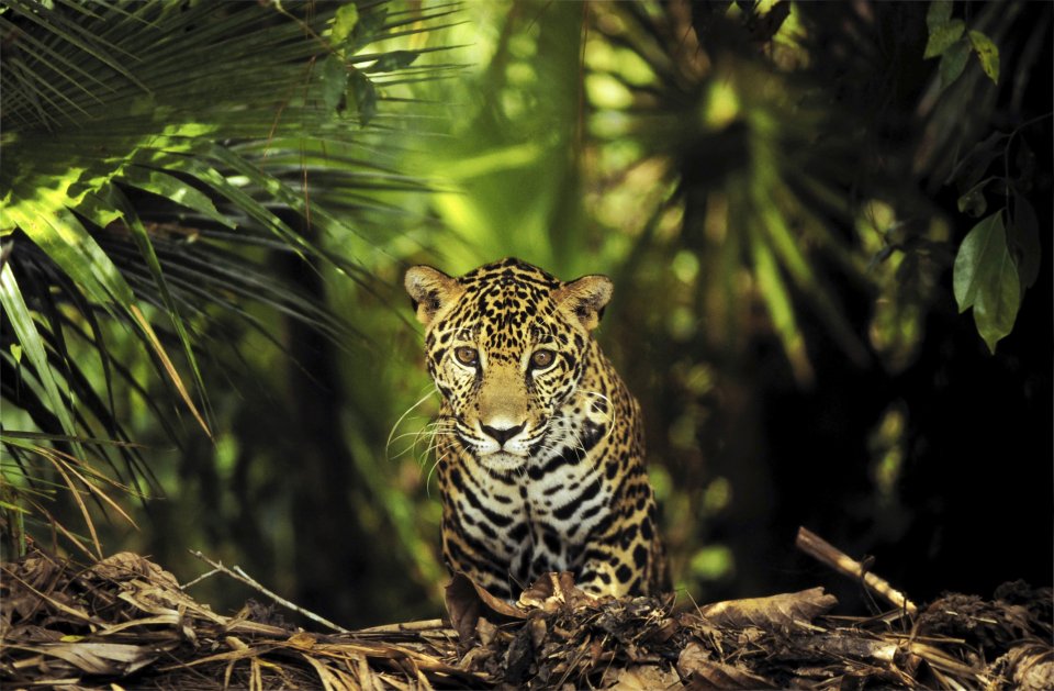 Wildlifeplanner: de beste reistijd en plekken om jaguars te spotten