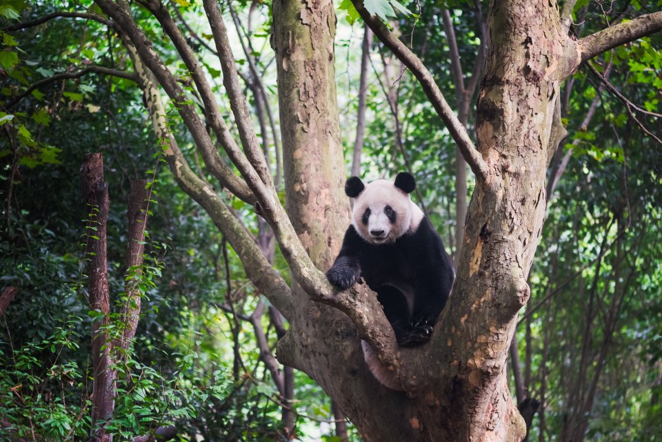 Wildlifeplanner: de beste reistijd en plek om panda's te spotten
