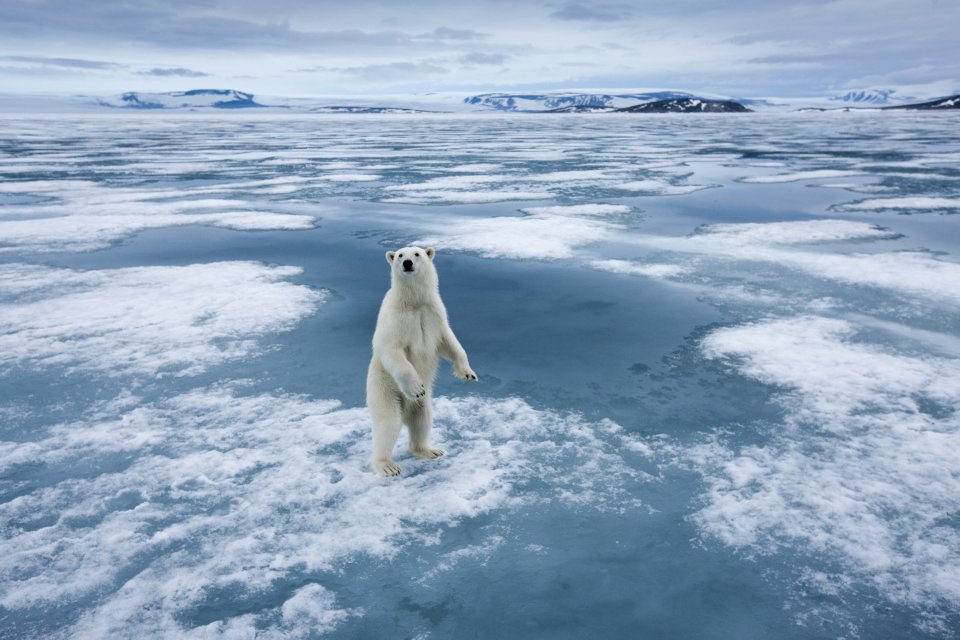 Wildlifeplanner: de beste reistijd en plekken om ijsberen te spotten