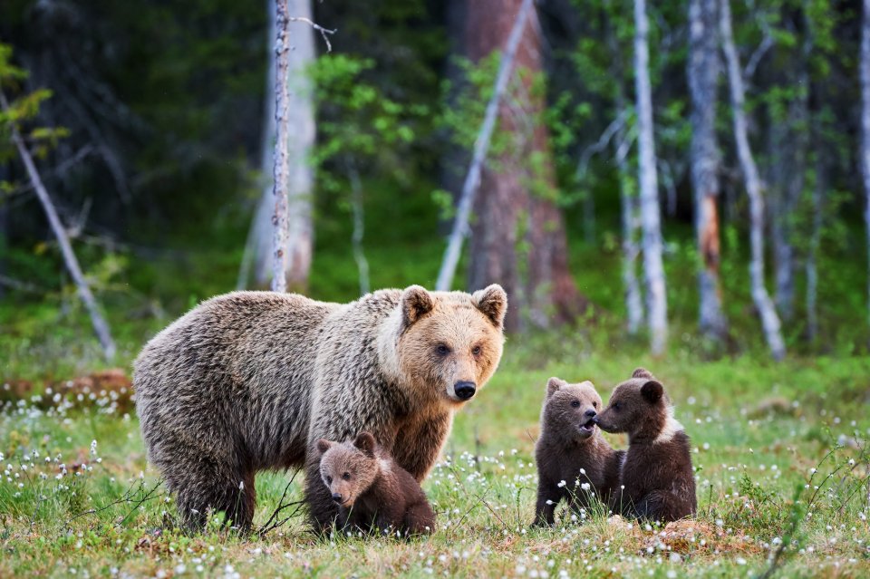 Wildlifeplanner: de beste reistijd en plekken om bruine beren te spotten