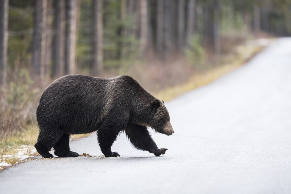 Wildlifeplanner: de beste reistijd en plekken om grizzlyberen te spotten