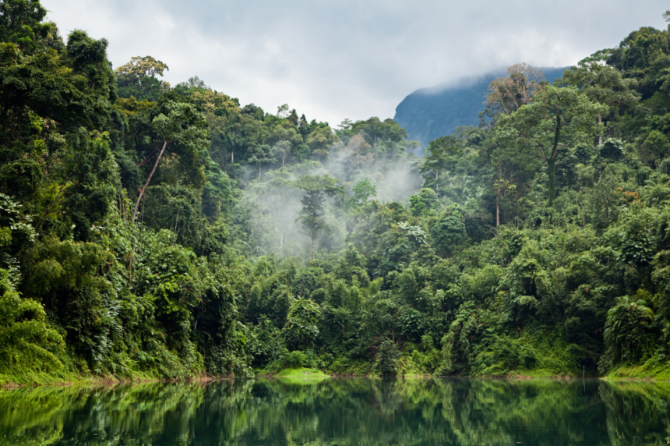 Verzamel data en plant nieuwe bossen in het regenwoud in Belize. Foto: Getty Images