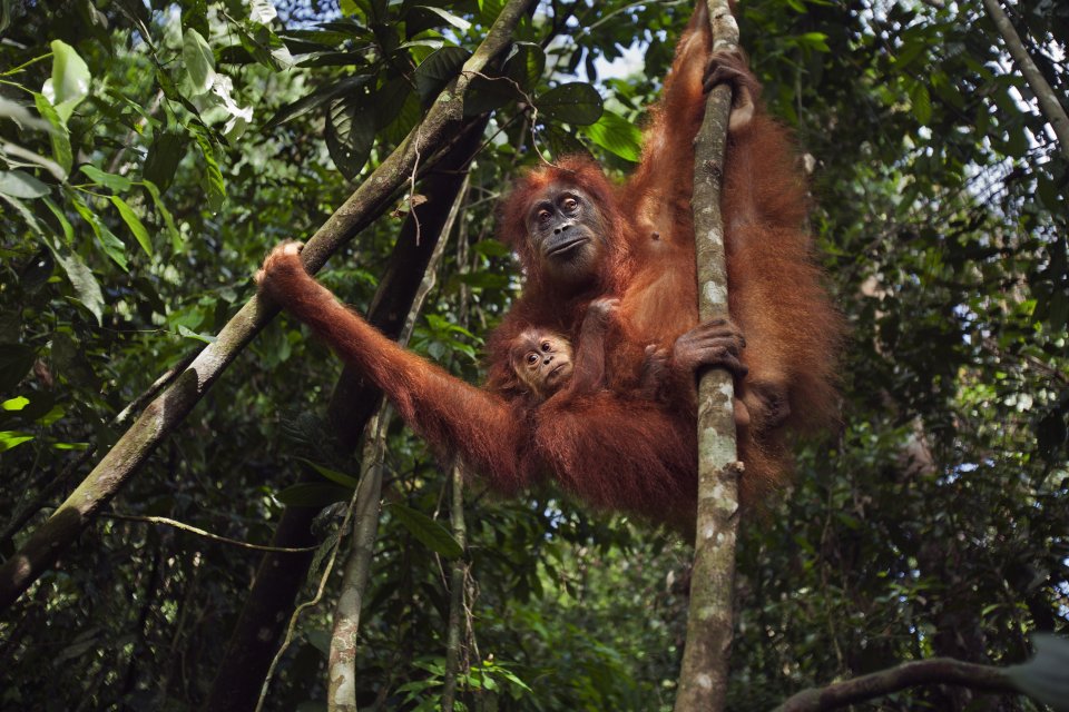 Wildlifeplanner: de beste reistijd en plekken om orang-oetans te spotten