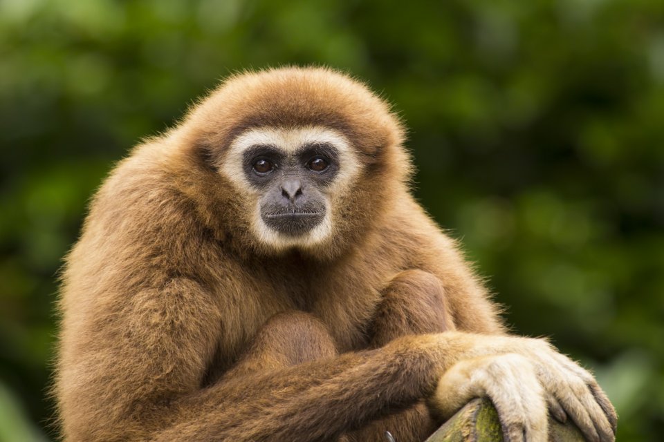 Wildlifeplanner: de beste reistijd en plekken om gibbons te spotten