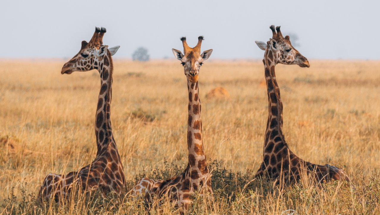 De drie giraffen 🦒 in Kidepo np