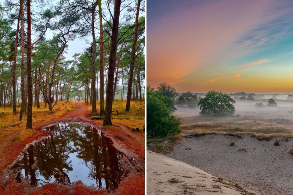 De nationale parken van Noord-Brabant: Kalmthoutse Heide en Loonse en Drunense Duinen. Foto's: Getty Images