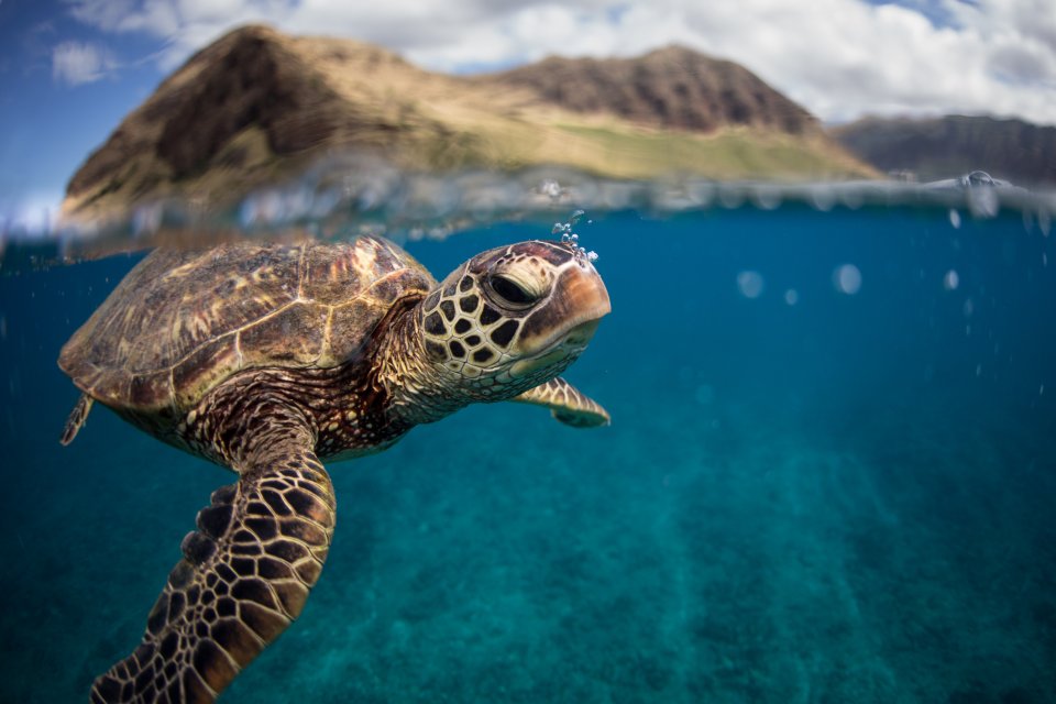 Duiken in het Great Barrier Reef staat op de bucketlist van veel reizigers in 2023. Foto: Getty Images