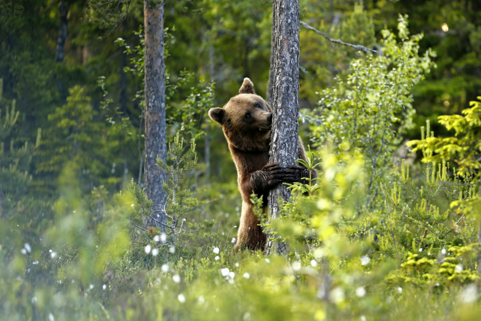 Naast elanden leven er in de uitgestrekte bossen van Zweden ook beren. Foto: Håkan Vargas /Imagebank.sweden.se